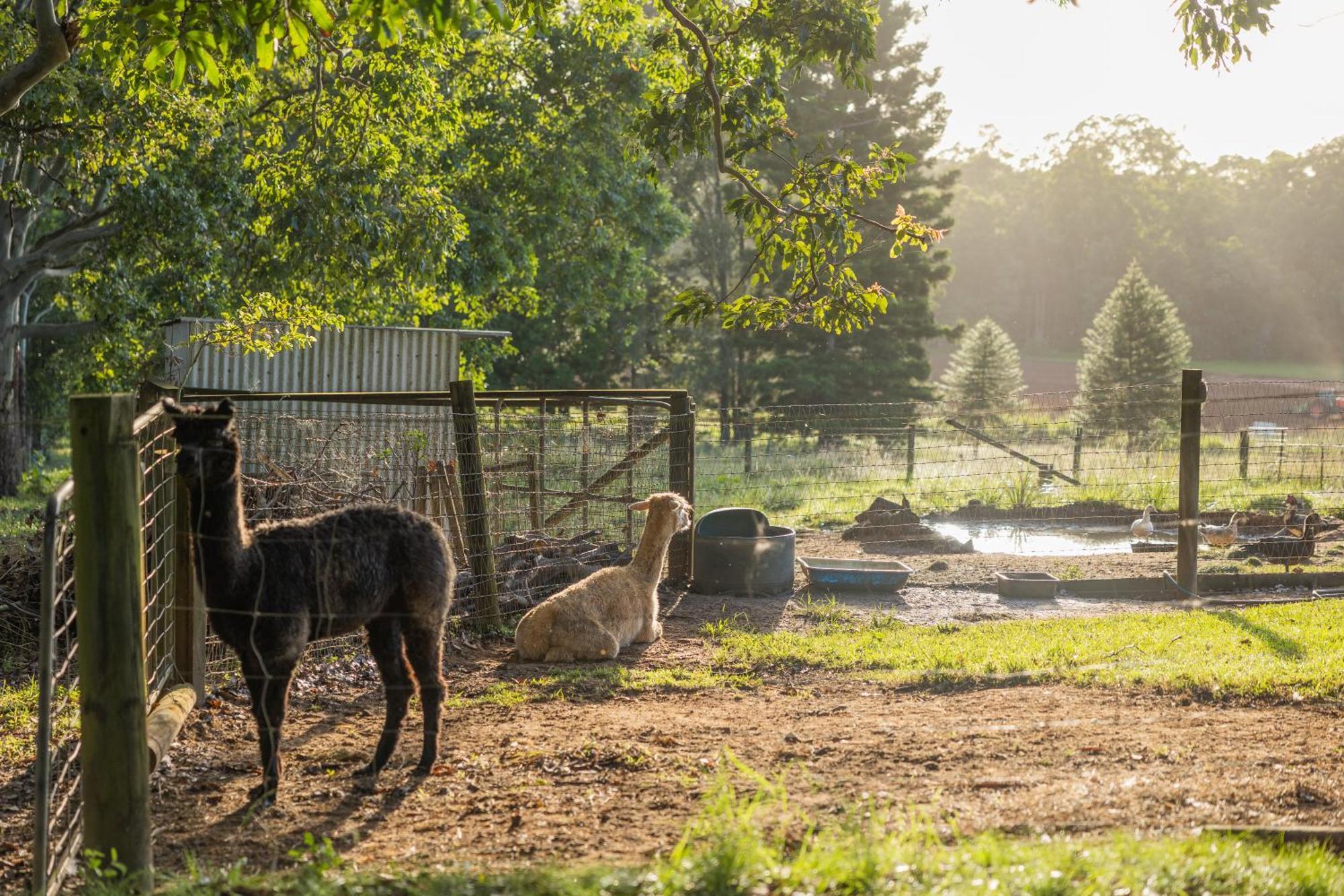 Blackwattle Farm Beerwah Exterior foto