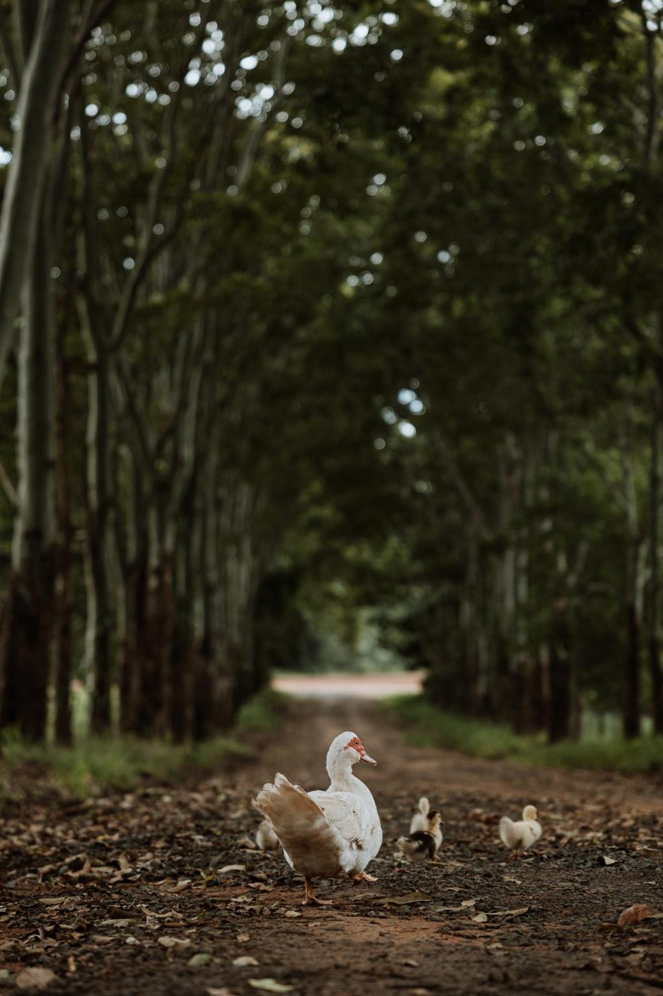 Blackwattle Farm Beerwah Exterior foto