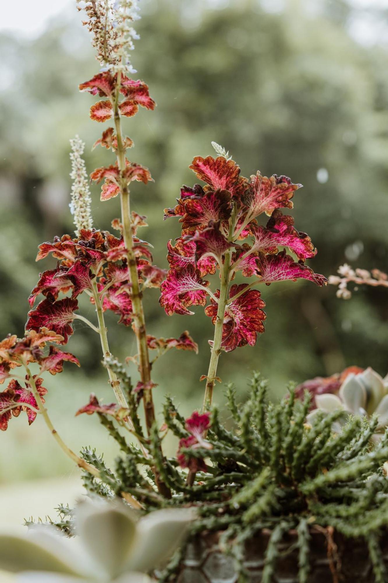 Blackwattle Farm Beerwah Zimmer foto